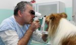 oftalmologicke vysetrenie u zvierat