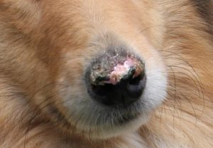 Diskoidný lupus erythematosus (DLE) u psov