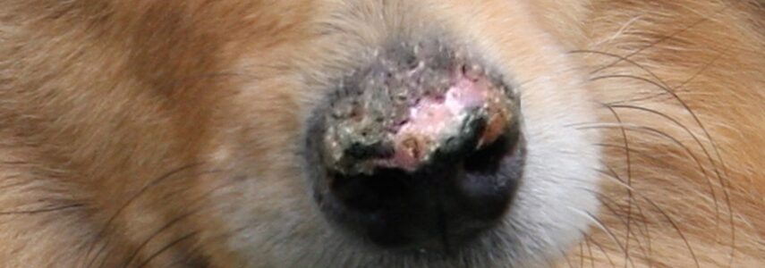 Diskoidný lupus erythematosus (DLE) u psov