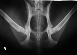 Dysplázia bedrového kĺbu (DBK) psov 4