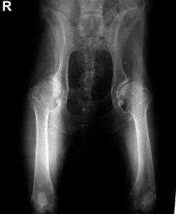 Dysplázia bedrového kĺbu (DBK) psov3