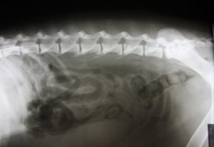 ochorenia chrbtice u psa