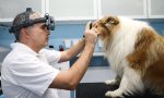 ochorenia oka psy, mačky