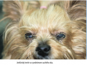 Syndróm suchého oka u psov (KCS)