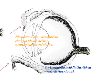 Entropium a ektropium u psov