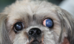 Vyšetrenie očí psa