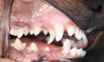 nevypadnuté mliečne zuby u psa