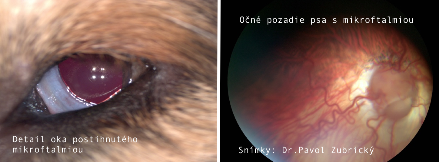 Dedičné očné ochorenia u psov