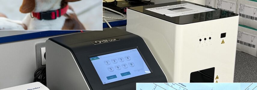 Diagnostika ochorení pomocou RT PCR