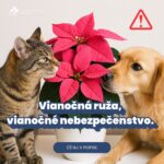 Vianočná ruža – vianočné nebezpečenstvo