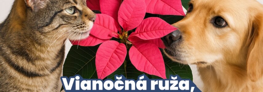 Vianočná ruža – vianočné nebezpečenstvo