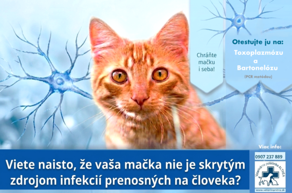 Infekčné ochorenia mačiek prenosné na človeka