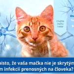 Infekčné ochorenia mačiek prenosné na človeka